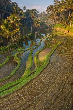 Zonsopkomst bij rijstterrassen op Bali van Sander Groenendijk