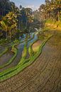Sonnenaufgang in den Reisterrassen von Bali von Sander Groenendijk Miniaturansicht