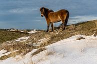 Texel exmoor pony in the snow by Texel360Fotografie Richard Heerschap thumbnail