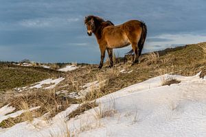 Texel exmoor pony in de sneeuw van Texel360Fotografie Richard Heerschap