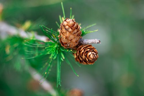 Pomme de pin sur un conifère - Italie, Dolomites sur OutDoor Photography