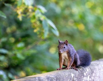 Écureuil sur une poutre en bois sur ManfredFotos