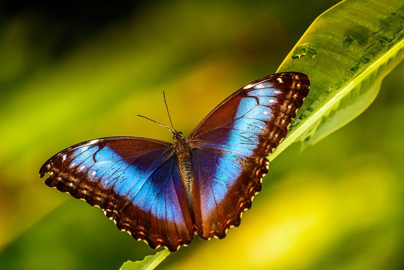 Vlinder par Hans Hoogers