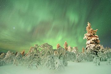 Aurore boréale sous la neige en Finlande sur rik janse