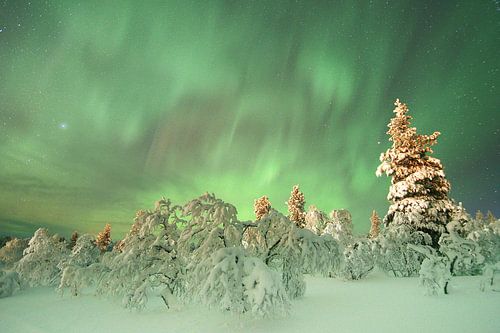 Northern lights with snow in Finland