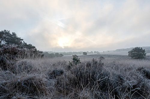 Veluwe on a cold morning
