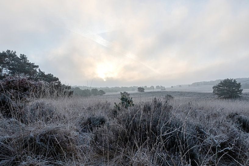 Veluwe an einem kalten Morgen von Merijn Loch