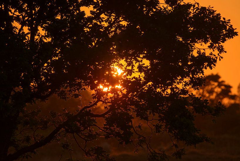 oranje zon door de boom van Remco Van Daalen