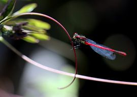 Libelle von Roswitha Lorz