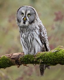Lapland owl poses by Patrick van Bakkum