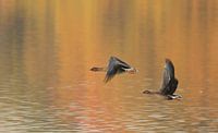 autumn goose