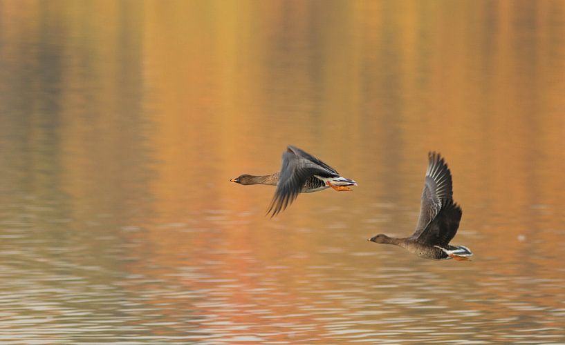 autumn goose by leon mulder