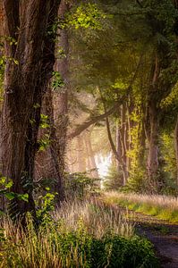 Magisch