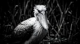 Prehistoric Stare: Dramatische zwart-witfotografie van de schoensnavelooievaar
