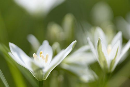 Dromerige witte bloemen.