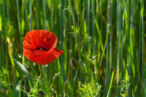 Mohnblume