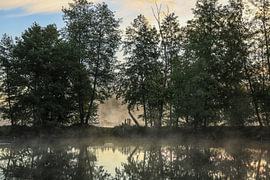 Uferlandschaft Schwackenreuter Seen mit Schottischem Hochlandrind im Nebel von BlattArt - Christine Horn