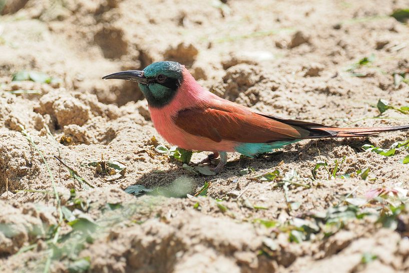 North Carmine Red Bee-eater : Blijdorp Zoo by Loek Lobel