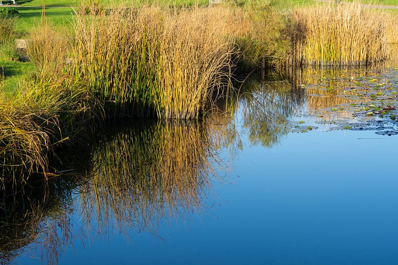 Perfekte Stille auf der Wasseroberfläche, während die Schilfreflexe im warmen Sonnenlicht in der Natur leuchten von adventure-photos