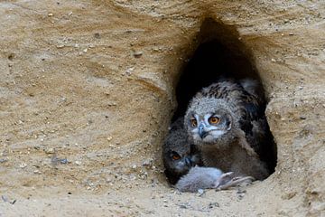Eurasian Eagle Owls ( Bubo bubo ), young chicks, feeding on prey ( nutria ), wildlife, Europe. van wunderbare Erde