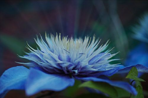Stralende verdroomde blauwe Clematis