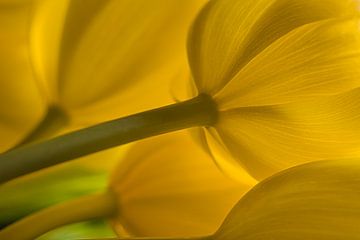 Een "boeketje" gele tulpen van Marjolijn van den Berg
