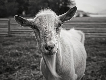 The Wise Companion - Rustic Goat Portrait