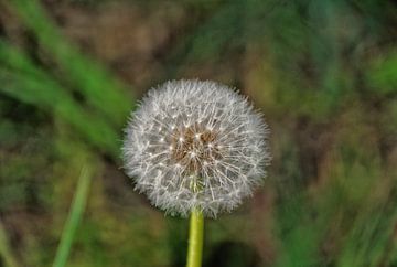 Een uitgebloeide paardenbloem