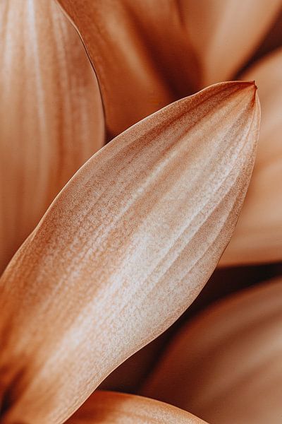 Leaf Detail von Treechild