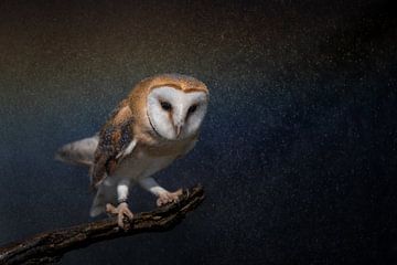 Barn owl by Freddy Van den Buijs