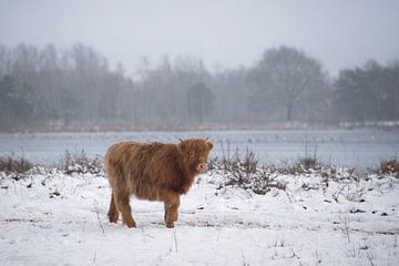 Schotse Hooglander in de sneeuw... van Ans Bastiaanssen