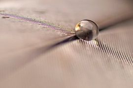 Kreuzung (Einsamer Tropfen auf einer Quelle) von Birgitte Bergman