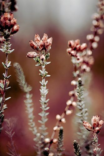 Wilde bloemen in het bos