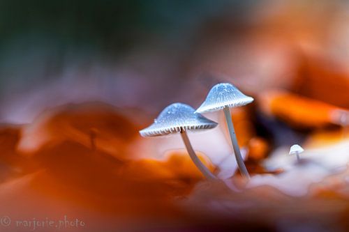 Le pouvoir de la nature sur Marjorie Ruts