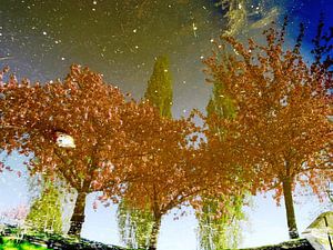 Tree Magic 187