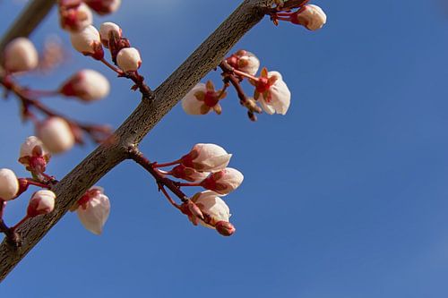 Ontluikende amandelbloesems