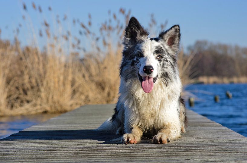 On the Deck by Karen Havenaar