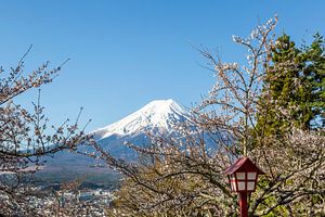 Fuji zwischen Blütenzweigen im Frühling