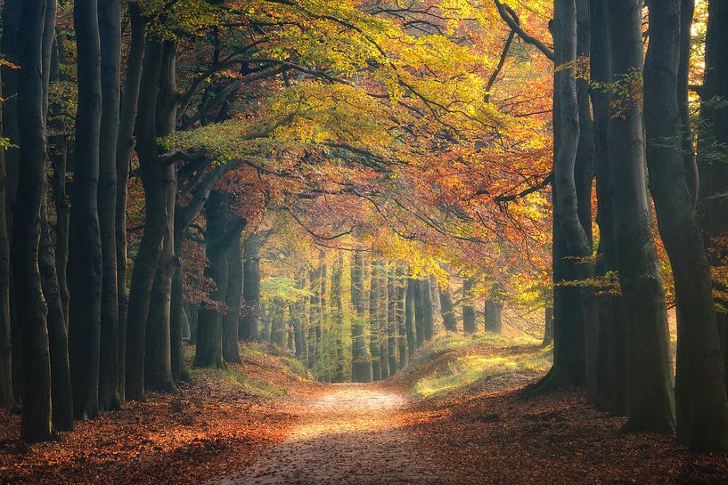 Une forêt d'automne colorée par Arnoud van de Weerd