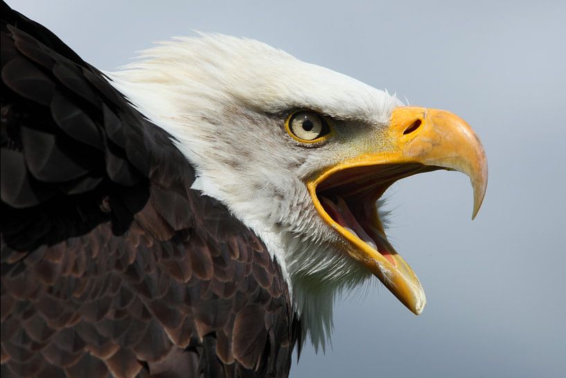 Bald Eagle (Haliaeetus leucocephalus) by Ronald Pol