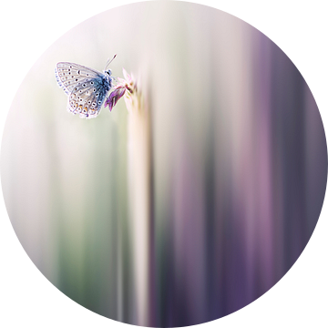 To be in love with life