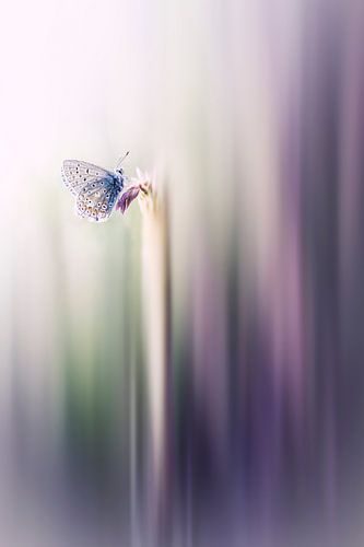 To be in love with life