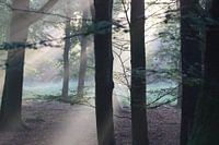 Sunrise in the forest