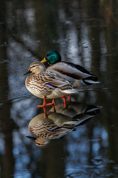 Ducks on a frozen lake