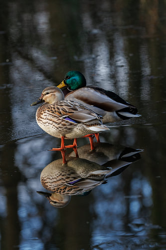 Enten auf einem zugefrorenen See
