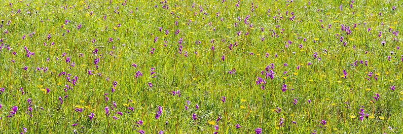 Orchids and ducal gentians by Walter G. Allgöwer