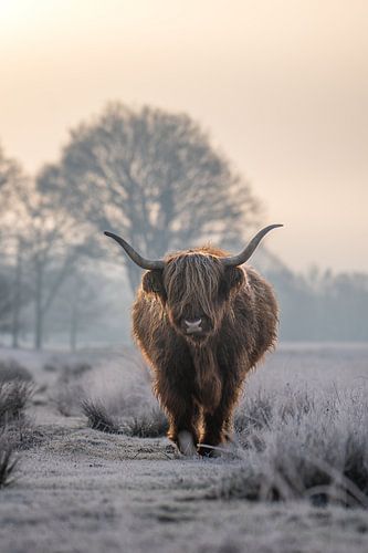Schotse Hooglander tussen de rijp