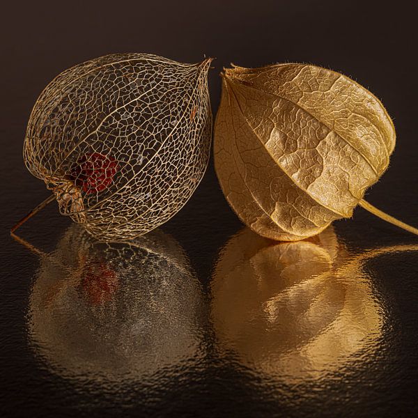 Fragile and vulnerable but still so happy together by Marjolijn van den Berg