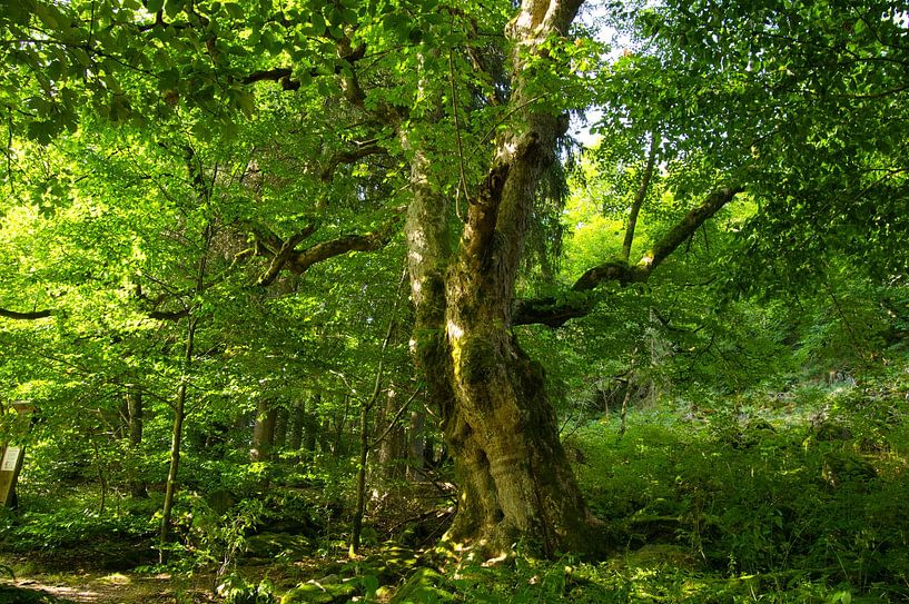 Un chêne imposant dans la Rhön par Tanja Voigt