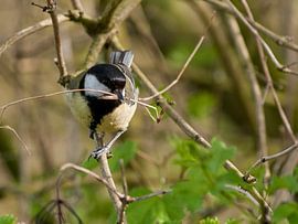 Great Tit by Loek Lobel